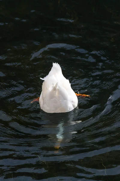 湖中的白色鸭潜入水底喂食 尾羽浮出水面的滑稽形象 — 图库照片