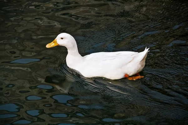 白鸭在深蓝色的水里游泳 — 图库照片
