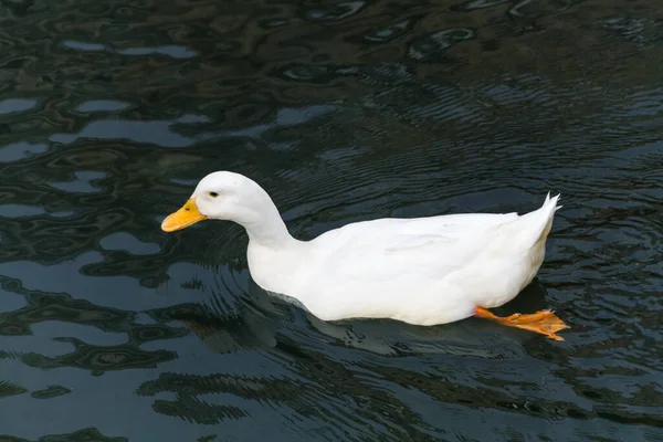 白鸭在清澈的水面上游泳 — 图库照片