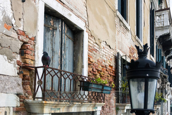Bird perched on the balcony of an old building in Venice, Italy.