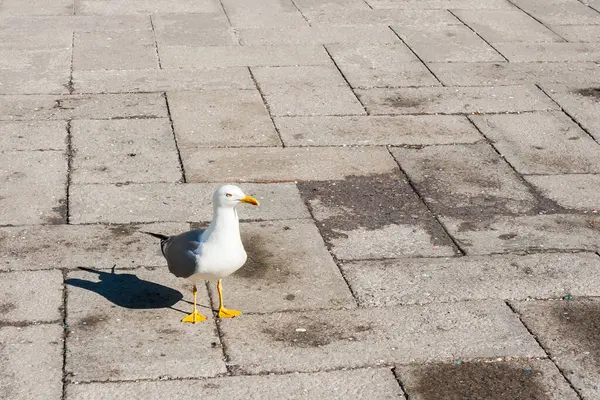 Place Saint Marc Venise Avec Nombreux Oiseaux — Photo