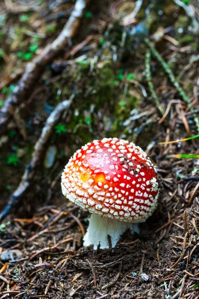 Amanita Είναι Ένα Κόκκινο Και Άσπρο Κηλίδες Δηλητηριώδη Toadstool Μανιτάρι — Φωτογραφία Αρχείου