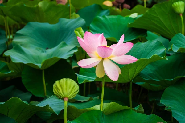 Wunderschöne Riesige Rosa Seerosen Einem Botanischen Garten — Stockfoto