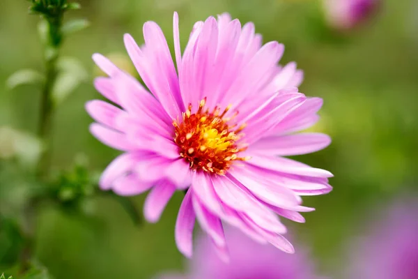 Λουλούδι Ένα Πράσινο Πεδίο Στιγμιότυπο Που Λαμβάνεται Ένα Φυσικό Απόθεμα — Φωτογραφία Αρχείου