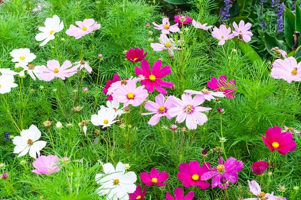 Kwiat Zielonym Polu Zdjęcie Zrobione Rezerwacie Przyrody — Zdjęcie stockowe