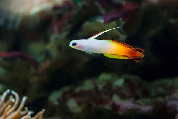 Wspaniałe Kolorowe Podwodne Życie Tropikalnym Morzu — Zdjęcie stockowe