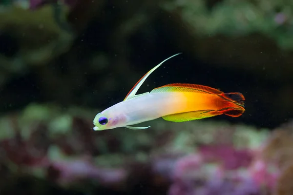 Close Van Kleine Kleurrijke Vissen Aquariumtank — Stockfoto