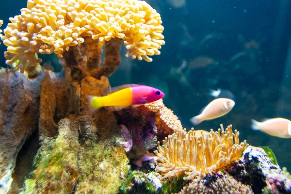 Цветные Тропические Рыбы Плавающие Коралловом Рифе — стоковое фото