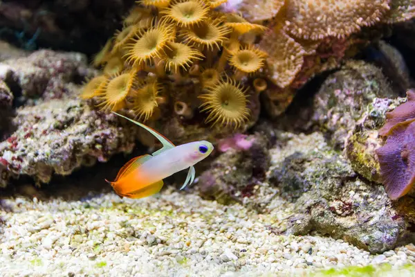 Прекрасная Красочная Подводная Жизнь Тропическом Море — стоковое фото