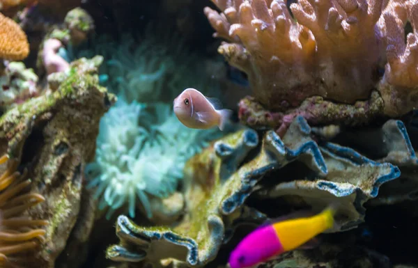Прекрасная Красочная Подводная Жизнь Тропическом Море — стоковое фото