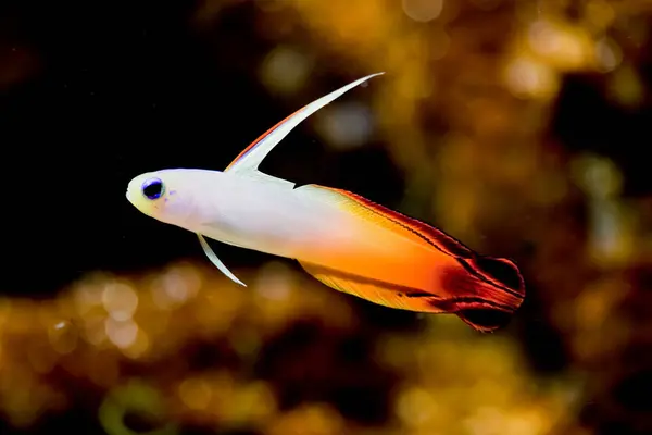 Tropiska Havskorallrev Fisk — Stockfoto