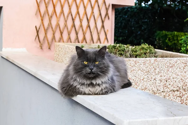 Leniwy Otyły Czarny Kot Siaduję Ściana — Zdjęcie stockowe