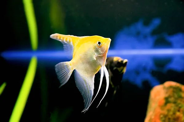 Pterophillum Scalare Типова Риба Ріо Жанейро — стокове фото