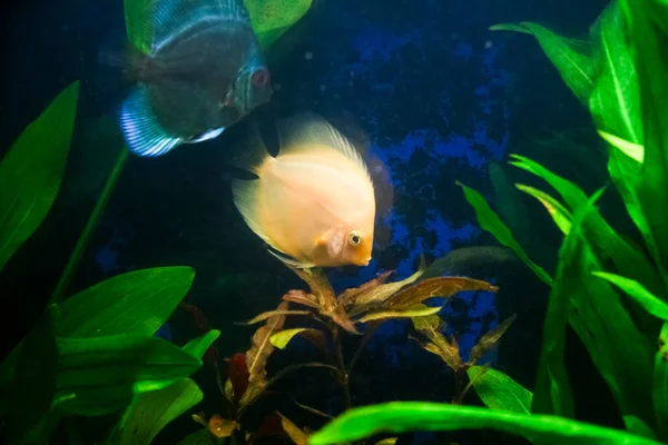 Tropisch Aquarium Met Veel Kleurrijke Discusvissen Typisch Voor Rio Rivier — Stockfoto