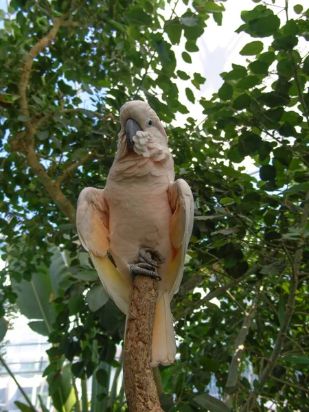 Ağaç Gövdesinde Papağan — Stok fotoğraf
