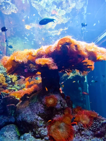 Récif Corallien Aquarium — Photo