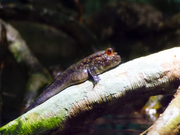 Amphibienfische Auf Einem Baumstamm — Stockfoto