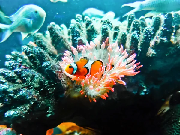 Тропические Рыбы Коралловом Рифе — стоковое фото