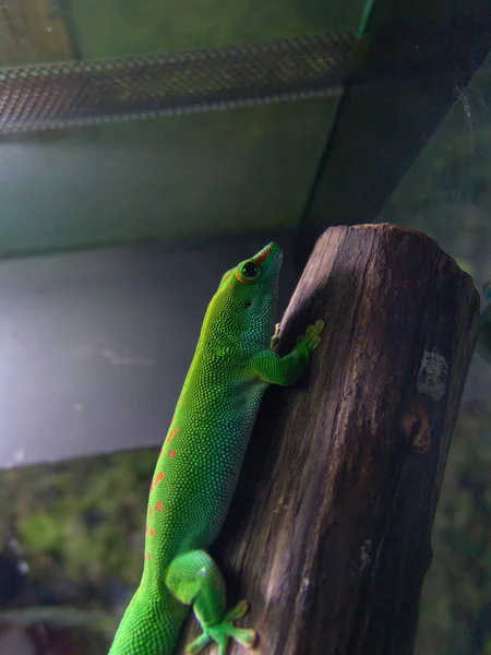 Very Big Green Lizard Piece Wood — Stock Photo, Image