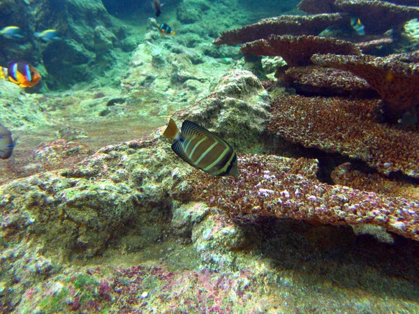 Wonderful Caribbean Coral Reef — Stock Photo, Image