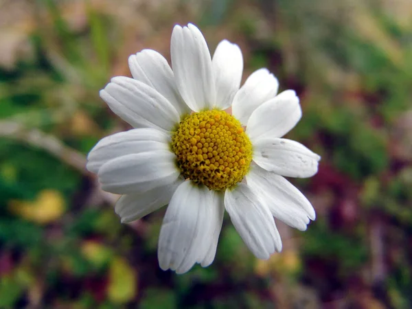 Цветок Поле Цветов — стоковое фото
