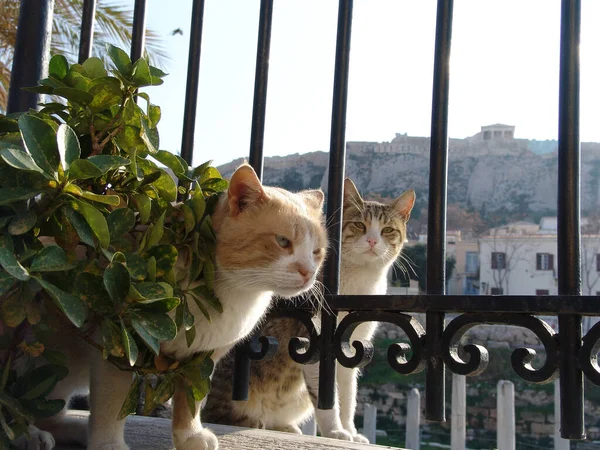 Gatos Griegos Atenas Busca Comida — Foto de Stock
