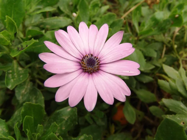 Ένα Όμορφο Ροζ Λουλούδι Πράσινο Φόντο — Φωτογραφία Αρχείου