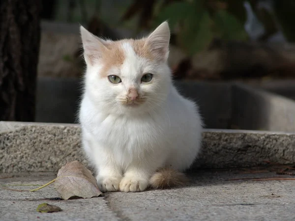 可爱小猫的画像坐在人行道上或人行道上 — 图库照片