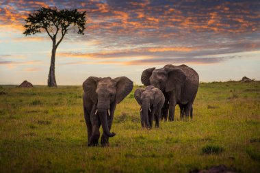 Elephant family with an elephant baby walk at sunset in Maasai Mara National Reserve, Kenya