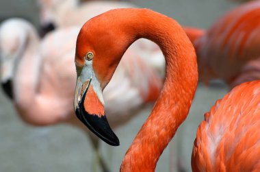Karayip Flamingosu 'nun yakın plan portresi, ayrıca Amerikan flamingosu veya Phoenicopterus ruber olarak da bilinir..