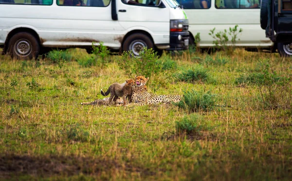 Cheetah Mother Cubs Surrounded Safari Cars Watching Tourists Maasai Mara — Stock Photo, Image