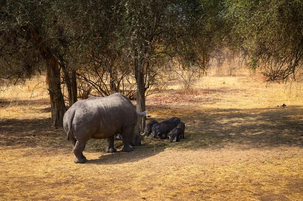 在塞内加尔班迪亚保护区的一次旅行中 犀牛和3只疣猪在觅食 — 图库照片
