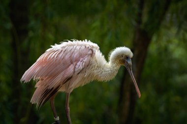 Bir bataklıkta yürüyen Platalea Ajaja olarak da bilinen Roseate Spoonbill 'in portresi