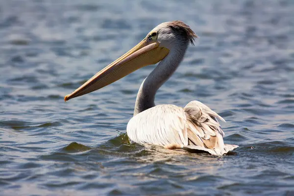 stock image Great white pelican floating on Lake Naivasha, Kenya.