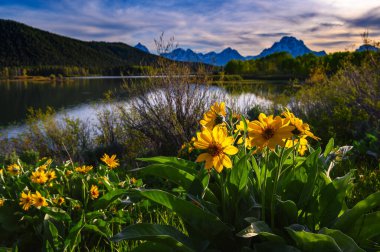 Wyoming, Grand Teton Ulusal Parkı 'nda çiçek açan Yılan Nehri' nin Oxbow Bend 'inde gün batımı, ABD