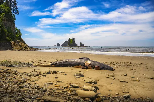 Carcasse Baleine Échouée Push Third Beach État Washington — Photo