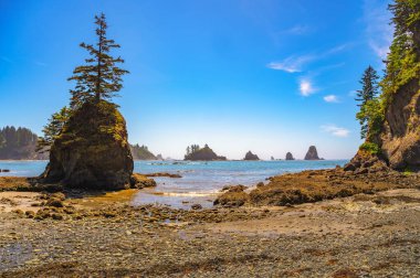 La Push Third Beach 'in kıyı manzarası ve deniz yığınında yalnız bir ağaç. La Push Sahili, Washington Eyaleti 'nde dalgalanan dallar, deniz yığınları ve sisli ufuklarla süslenmiş engebeli bir Pasifik kıyısıdır..