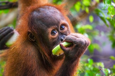Genç orangutan yemyeşil bir ortamda bir dilim meyve yiyor. Orangutanlar, Borneo ve Sumatra yağmur ormanlarına özgü son derece zeki primatlardır..