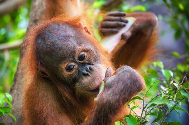 Genç orangutan yemyeşil bir ortamda bir dilim meyve yiyor. Orangutanlar, Borneo ve Sumatra yağmur ormanlarına özgü son derece zeki primatlardır..