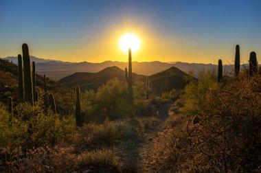 Tucson, Arizona yakınlarındaki Saguaro Ulusal Parkı 'nda saguarolarla King Canyon Trailhead üzerinde gün batımı