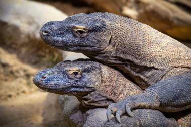 İki Komodo ejderhası çiftleşiyor. Komodo ejderhası aynı zamanda Varanidae kertenkele ailesinin bir üyesi olan Varanus komodoensis olarak da bilinir..