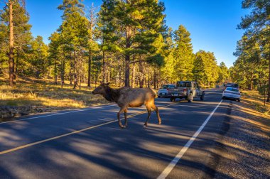 Grand Canyon Ulusal Parkı, Arizona, ABD - 05 Kasım 2023: Elk Grand Canyon Ulusal Parkı 'nda bir yola girdi ve trafiğin durmasına neden oldu..