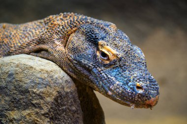 Komodo ejderhalarının kafasının detaylı yakın çekimi, desenli deri ve yoğun göz ifadesini gösteriyor.