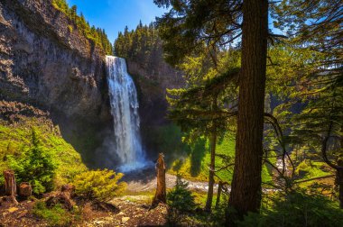 Salt Creek Şelaleleri, Oregon, ABD 'deki Willamette Ulusal Ormanı' nda bulunan bir orman kanyonuna dökülüyor..