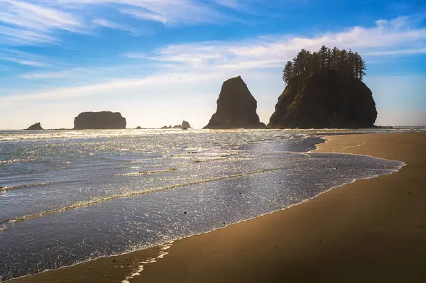 Pasifik Okyanusu 'ndan yükselen ağaçlarla kaplı deniz yığınları. La Push İkinci Plajı' nın kıyısında, parlak bir gökyüzünün altında..