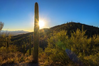 Güneş saguaro kaplı tepelerin ardında Saguaro Ulusal Parkı 'nın batısında Saguaro, Arizona yakınlarındaki King Canyon Trailhead' de batıyor..