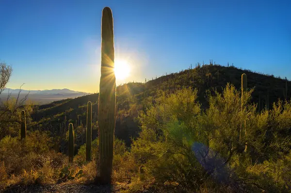 Güneş saguaro kaplı tepelerin ardında Saguaro Ulusal Parkı 'nın batısında Saguaro, Arizona yakınlarındaki King Canyon Trailhead' de batıyor..