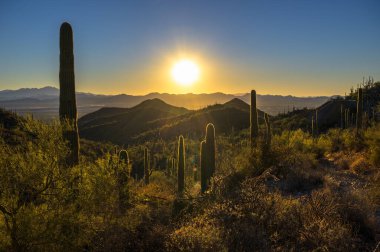 Güneş, Tucson yakınlarındaki Saguaro Ulusal Parkı 'ndaki King Canyon Trailhead' de yoğun bir saguaro kaktüsü manzarasının arkasında batar..