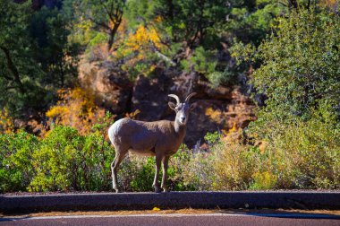 Utah, Zion Ulusal Parkı 'ndaki orman ve kanyon manzaralı yol kenarında bir sığır sürüsü duruyor.