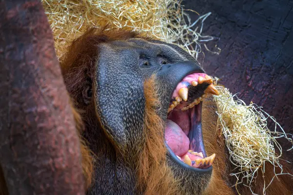 Bir erkek Sumatra orangutanı geniş bir alana yayılır, dişlerini ve belirgin yüz hatlarını ayrıntılarıyla gösterir..